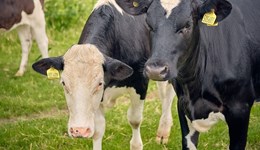 Worcester: Setting up heifers for a long and productive life